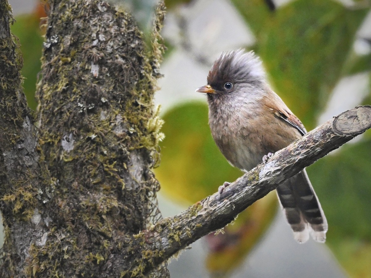 Rusty-fronted Barwing - ML641552968