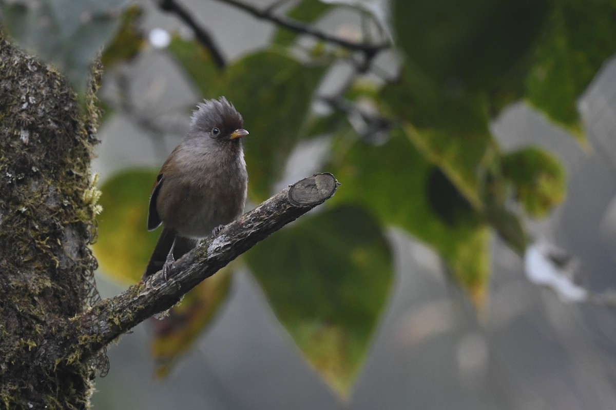 Rusty-fronted Barwing - ML641553002