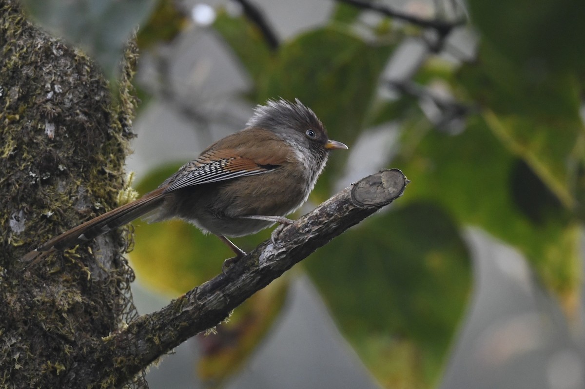 Rusty-fronted Barwing - ML641553003