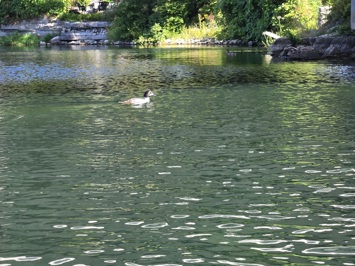 鵲鴨 - ML641553004