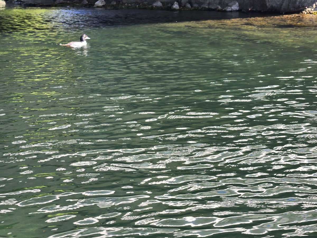 鵲鴨 - ML641553037