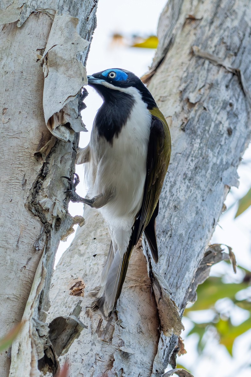 Blue-faced Honeyeater - ML641553045