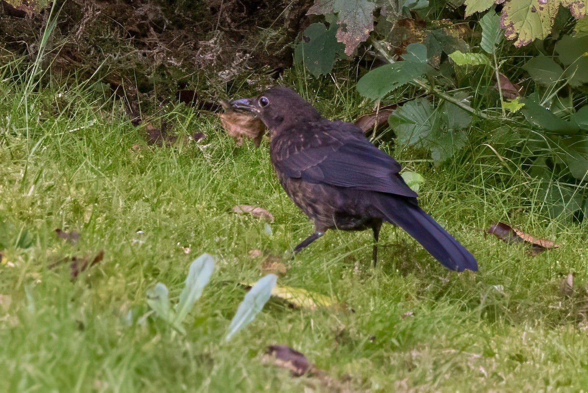 Eurasian Blackbird - ML641553049