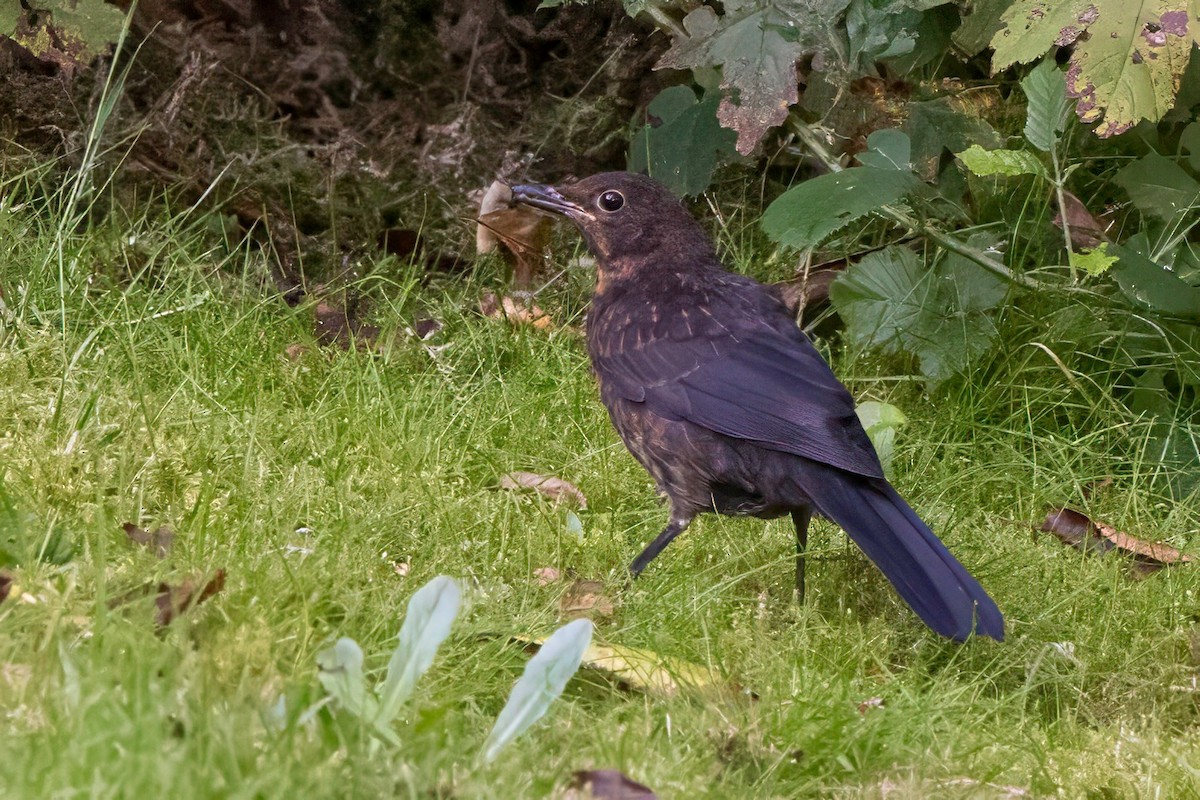 Eurasian Blackbird - ML641553056