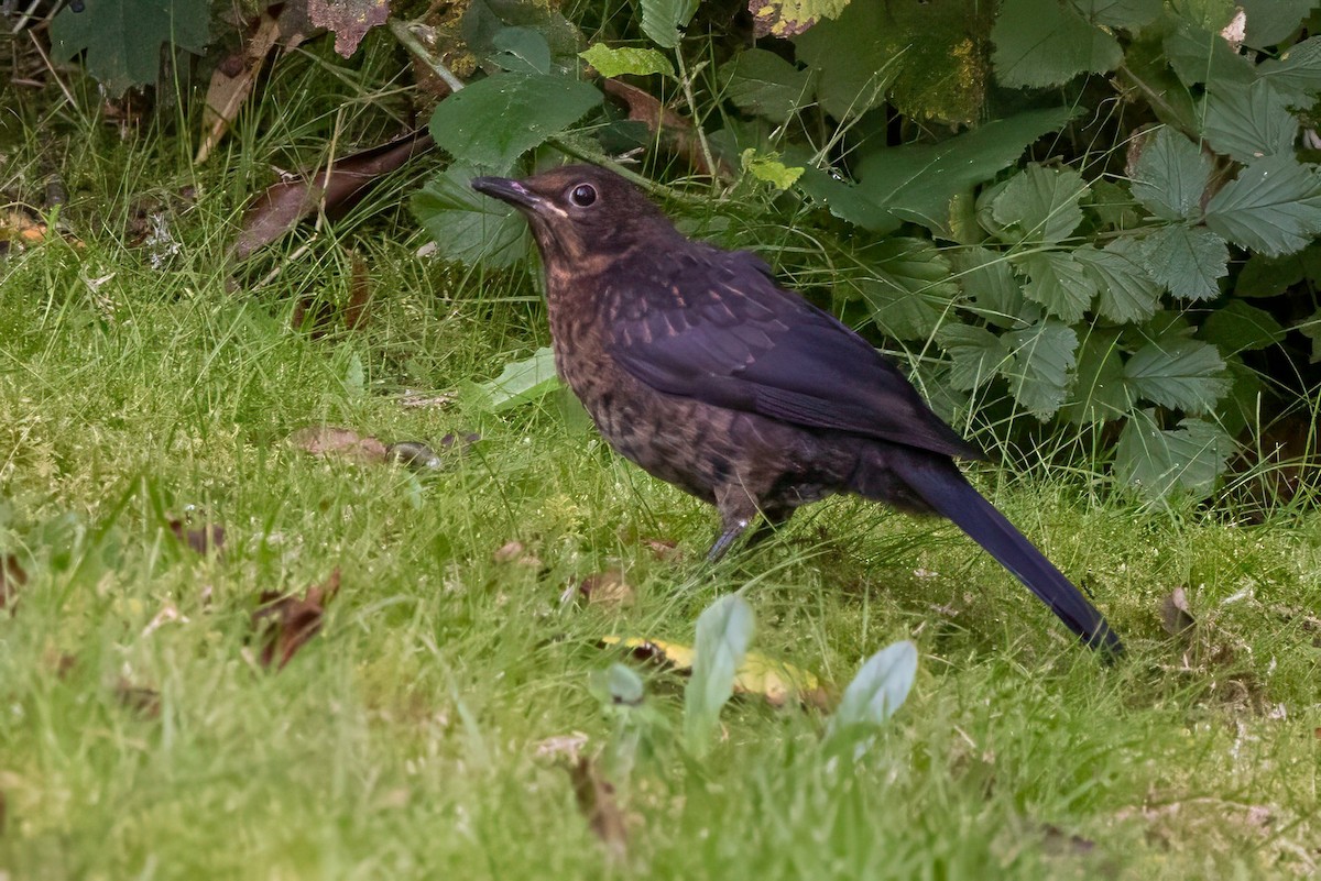 Eurasian Blackbird - ML641553059