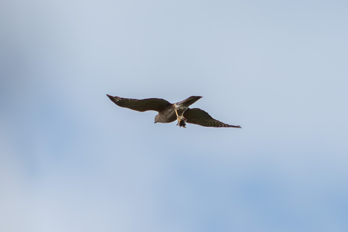 Collared Sparrowhawk - ML641553063