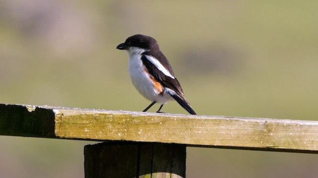 Southern Fiscal (Southern) - ML641553147