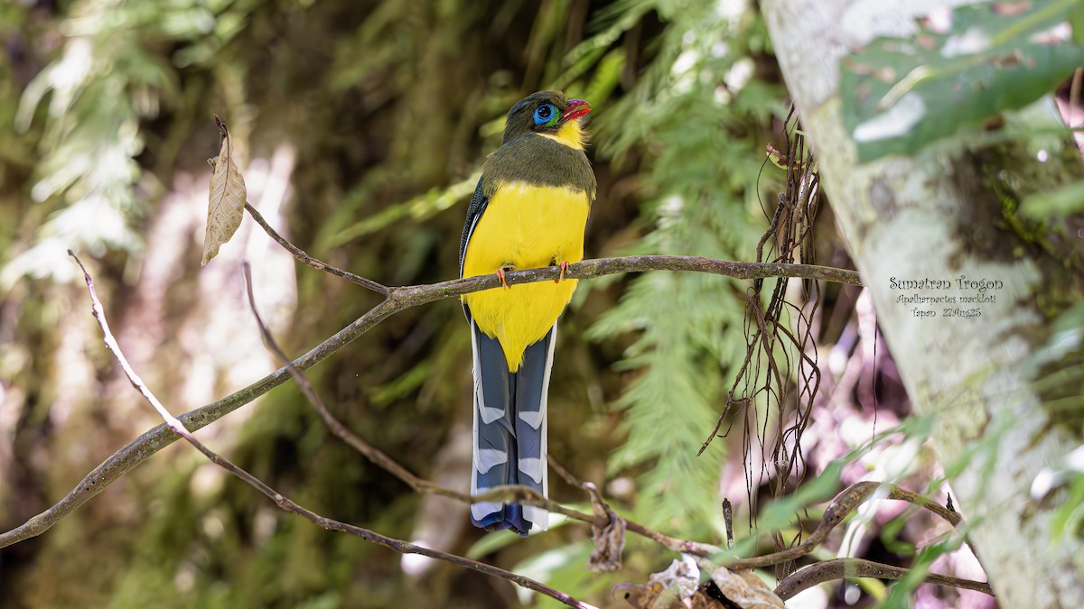 Sumatran Trogon - ML641553172