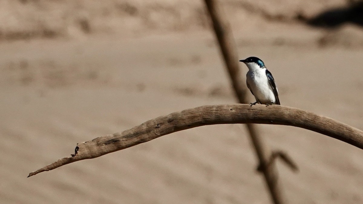 White-winged Swallow - ML641553174