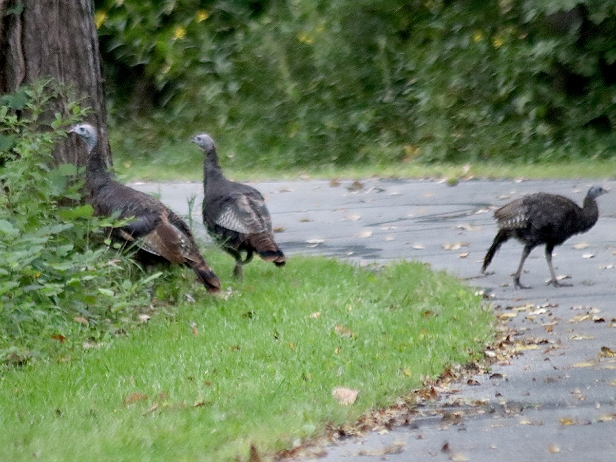 Wild Turkey - ML641553183