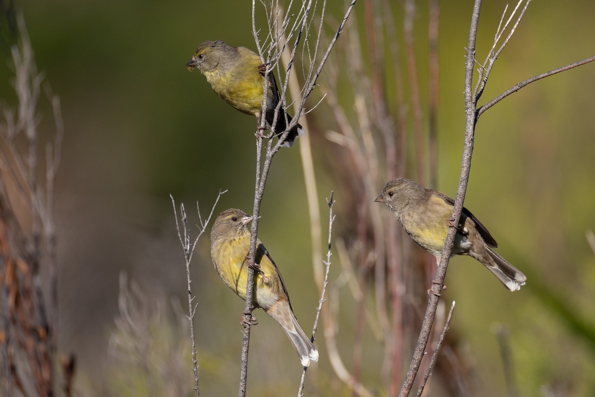 Cape Siskin - ML641553245