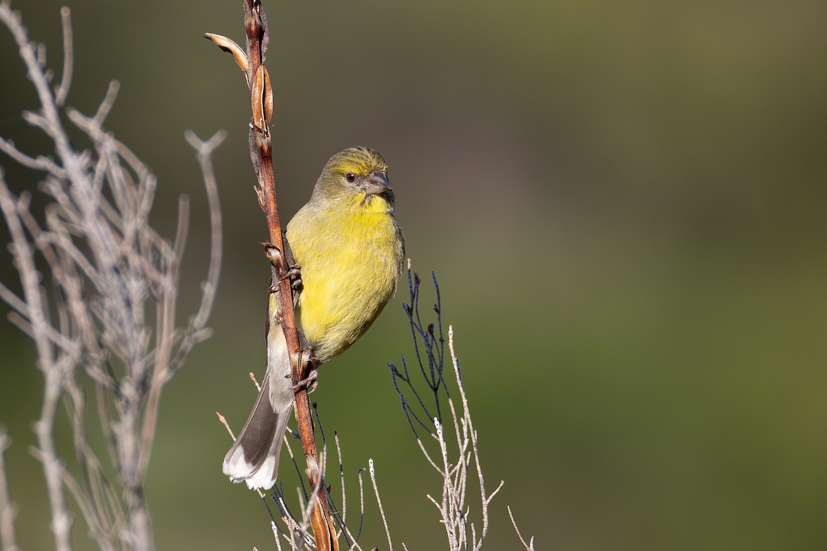 Cape Siskin - ML641553249
