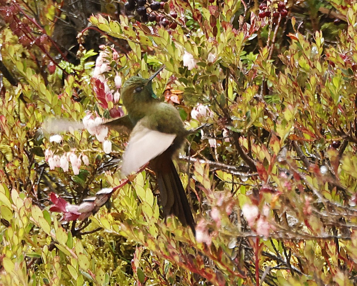 Bronze-tailed Thornbill - ML641553297