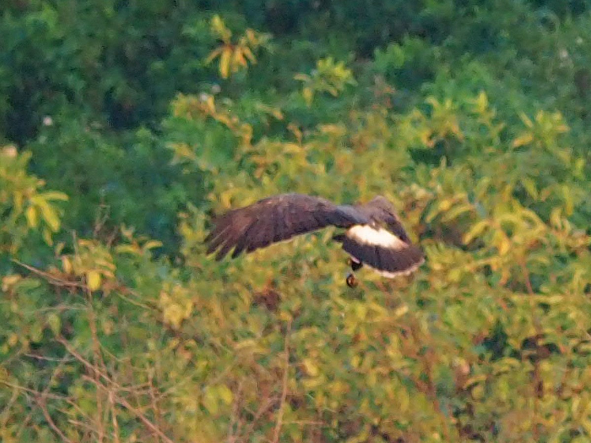 Snail Kite - ML641553312