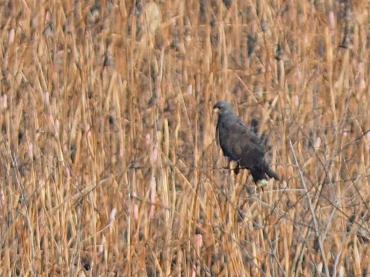 Snail Kite - ML641553313