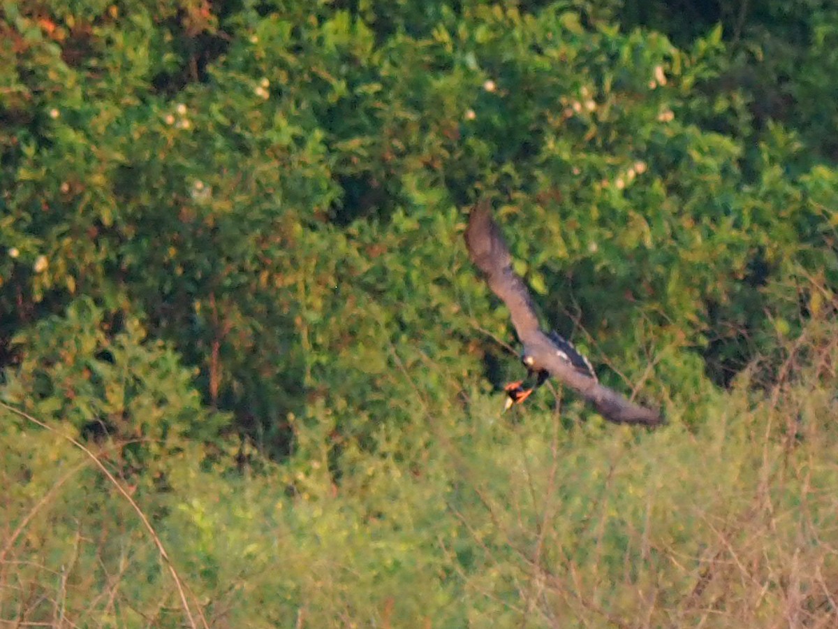 Snail Kite - ML641553315