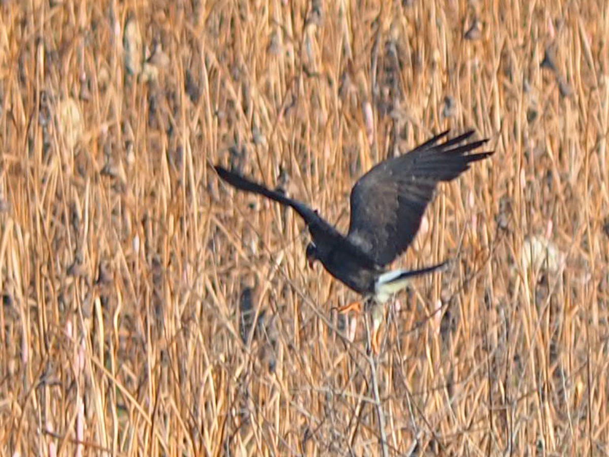 Snail Kite - ML641553340