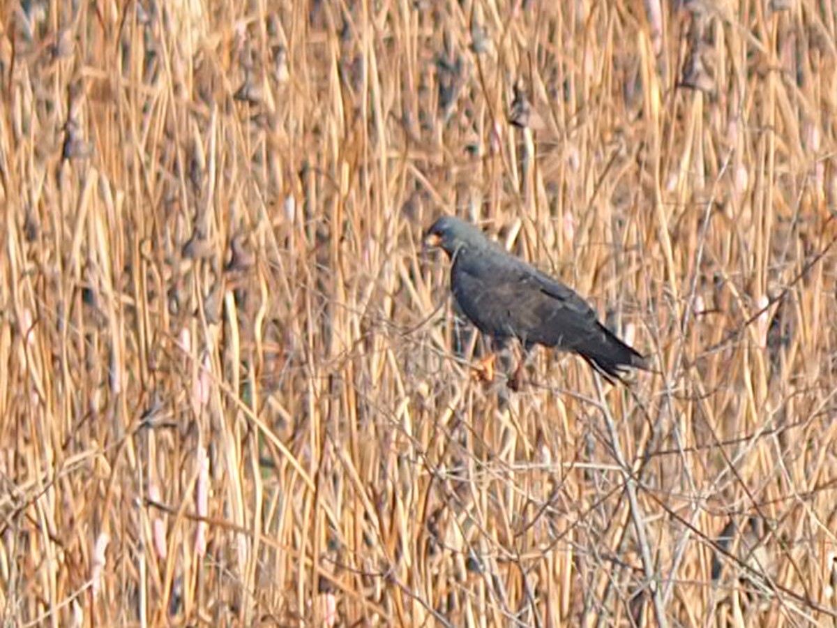 Snail Kite - ML641553341
