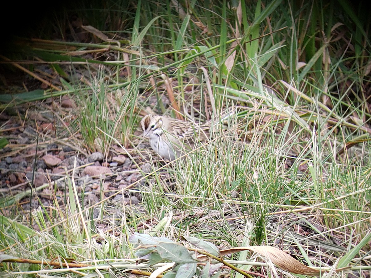 Lark Sparrow - ML641553379