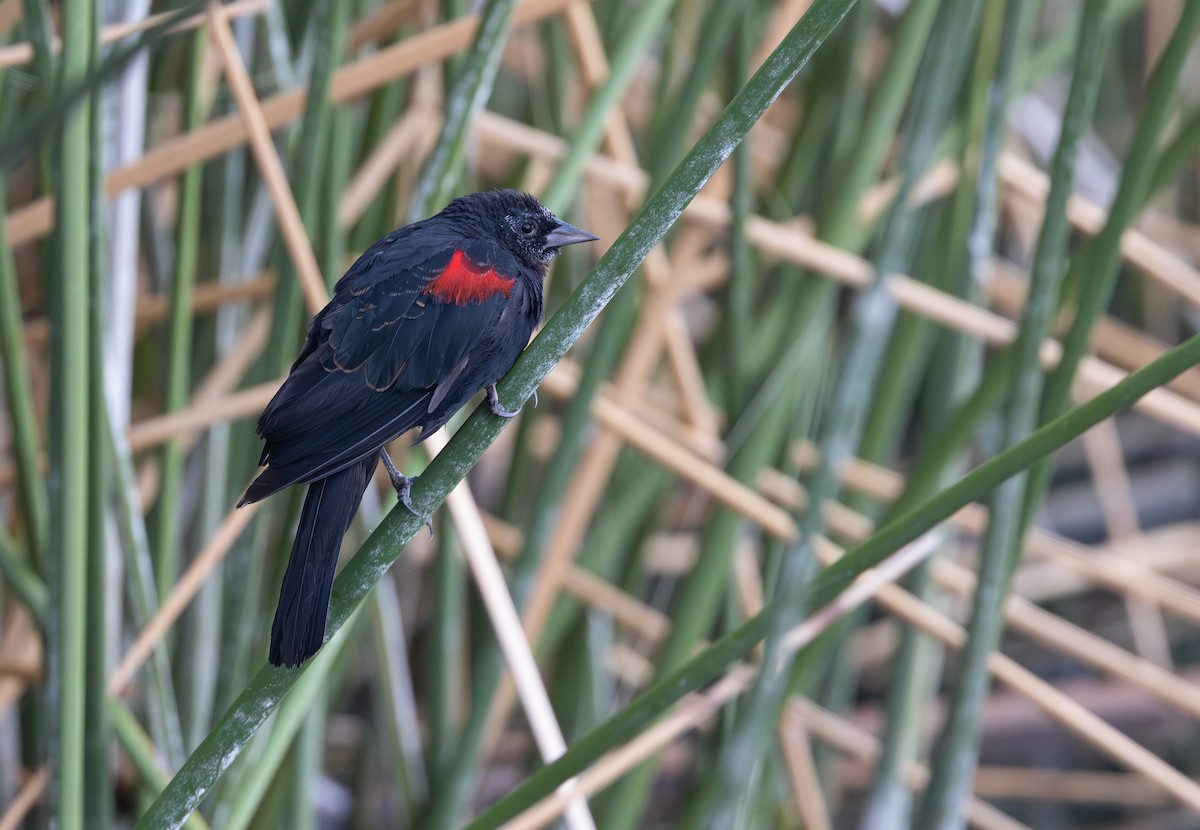 Red-winged Blackbird (Red-winged) - ML641553449