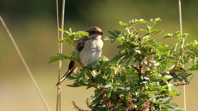 Southern Fiscal (Southern) - ML641553502