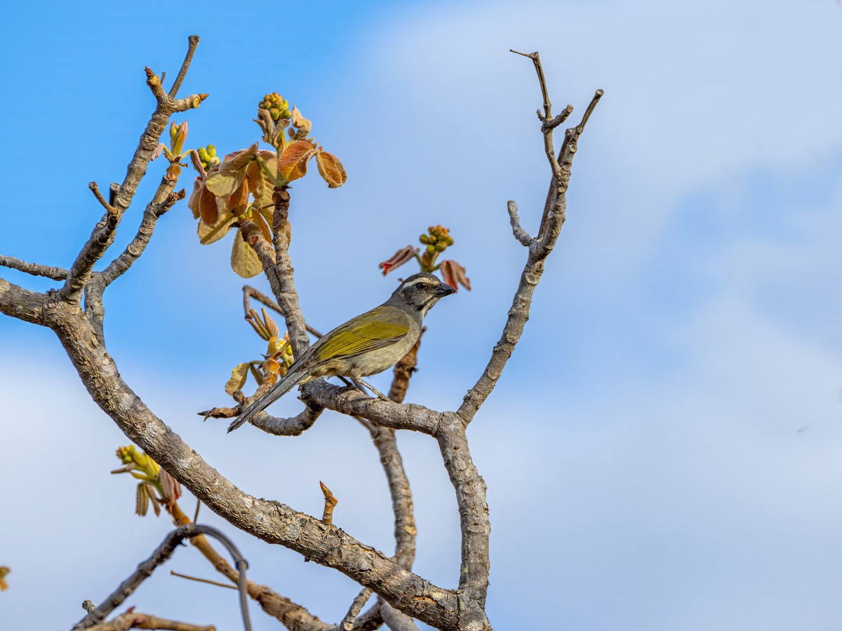 Green-winged Saltator - ML641553518
