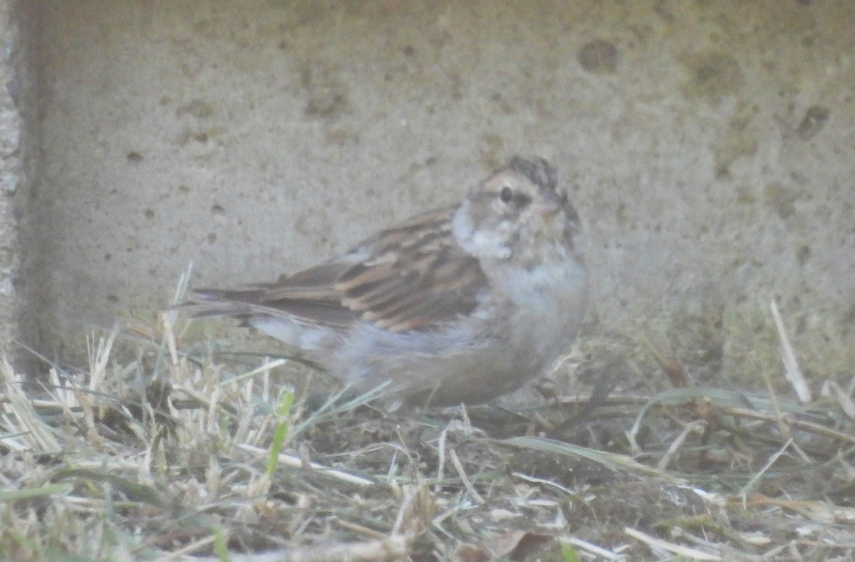 Chipping Sparrow - ML641553533