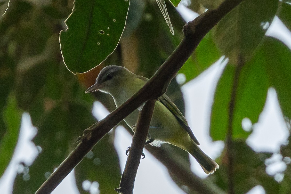 Yellow-green Vireo - ML641553539