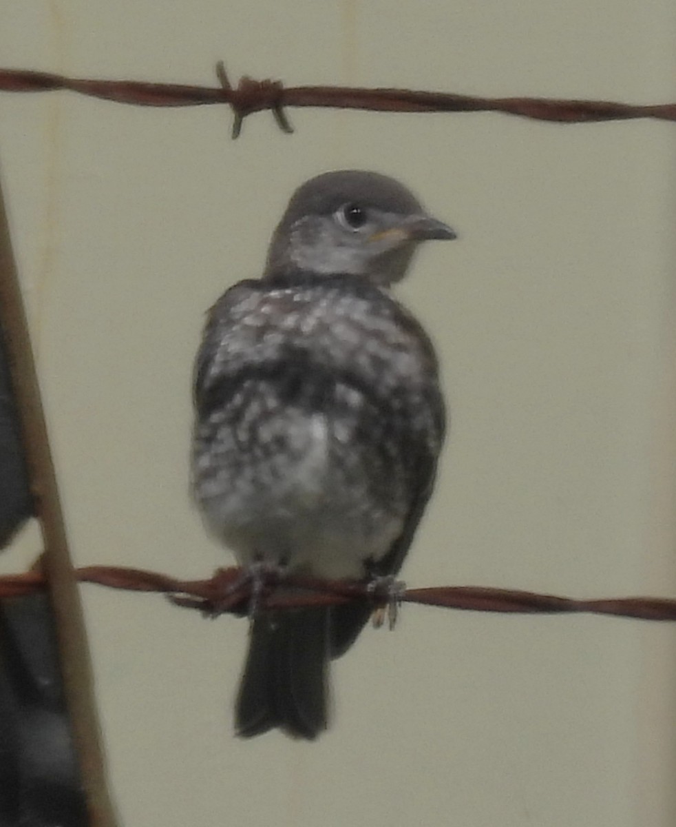 Eastern Bluebird - ML641553540