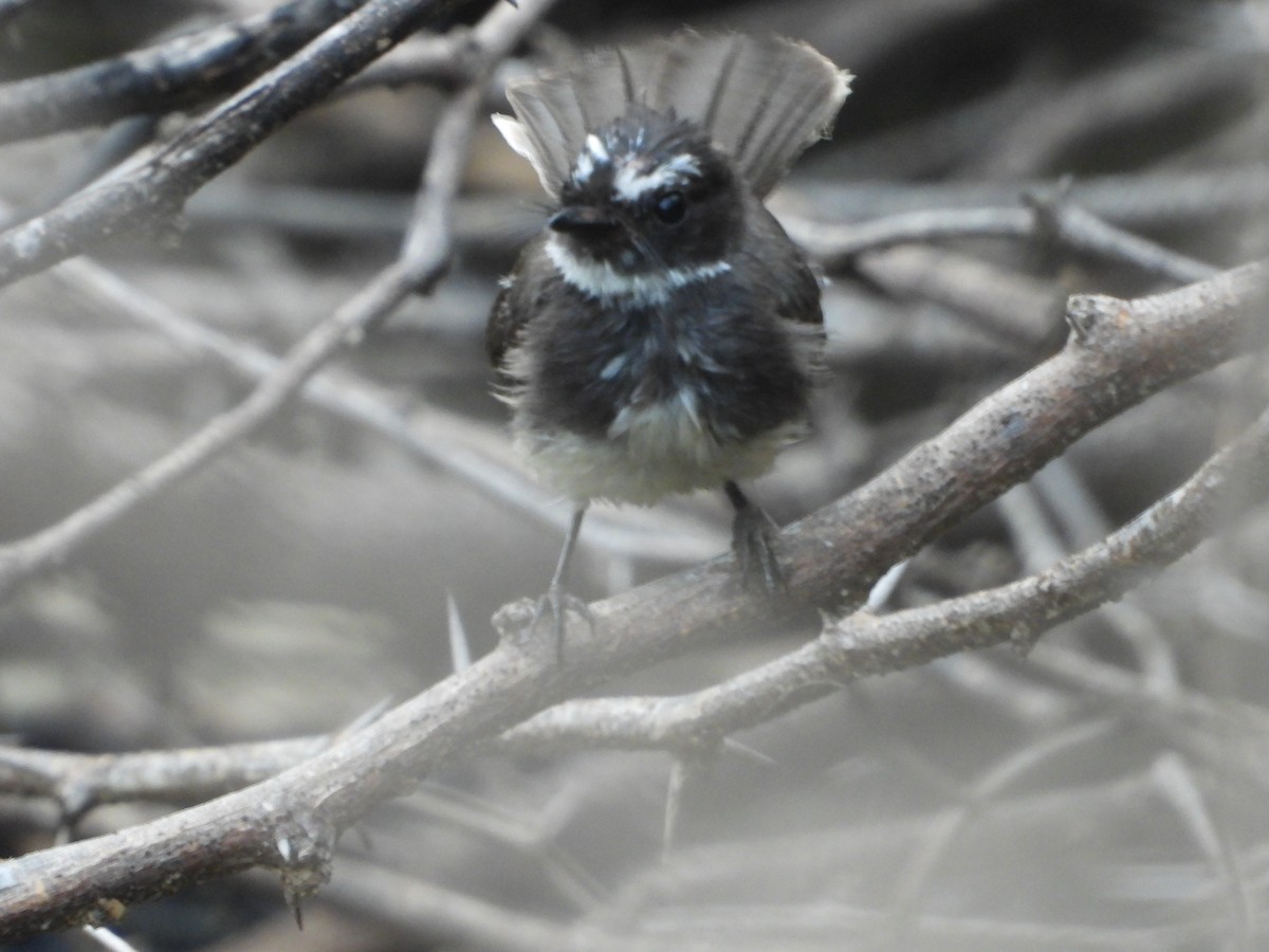 Spot-breasted Fantail - ML641553544