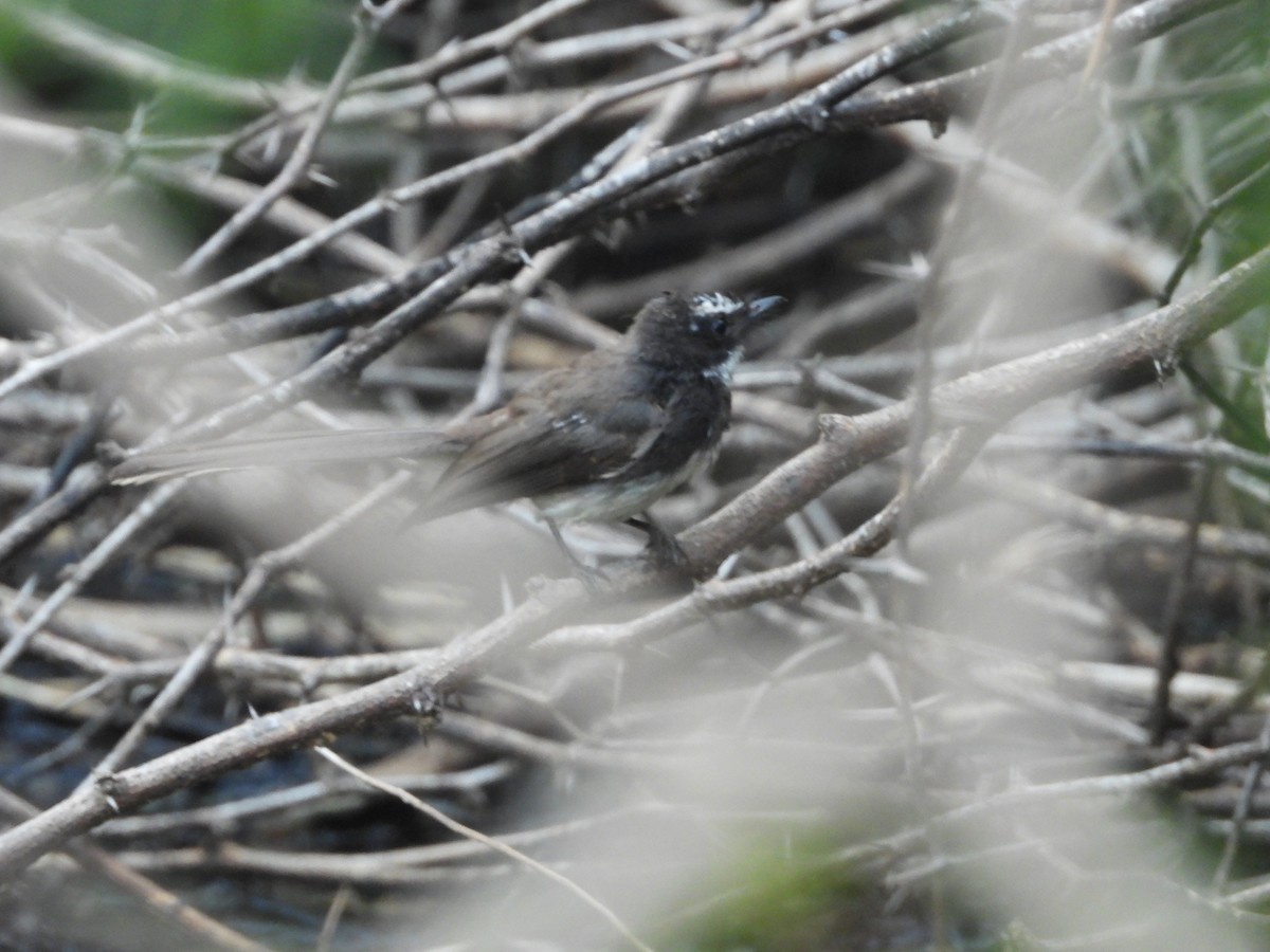 Spot-breasted Fantail - ML641553545