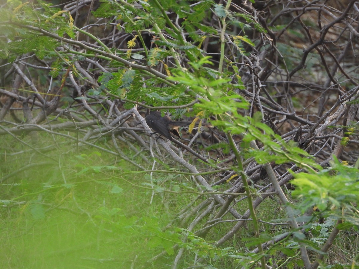 Spot-breasted Fantail - ML641553548