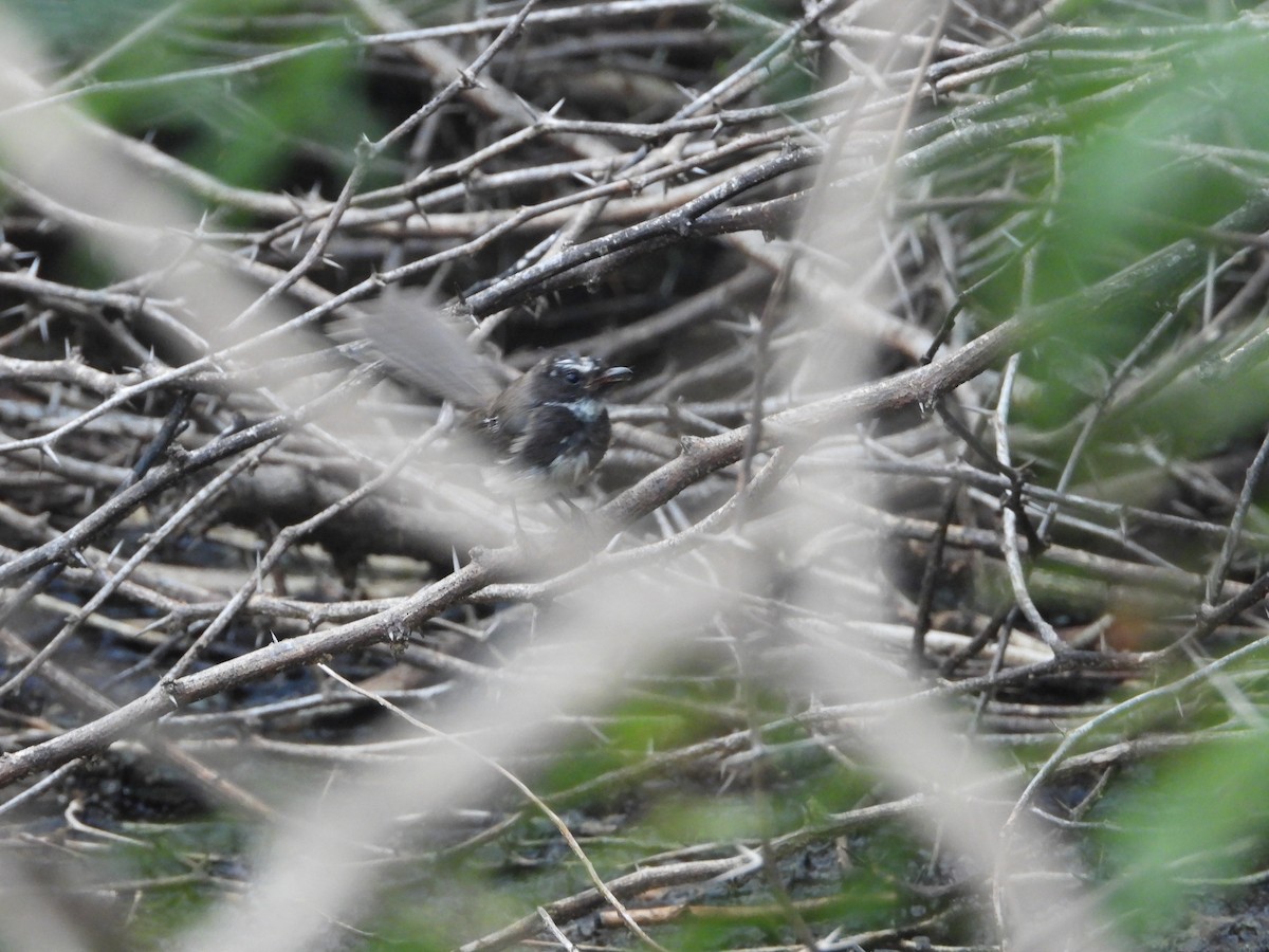 Spot-breasted Fantail - ML641553549