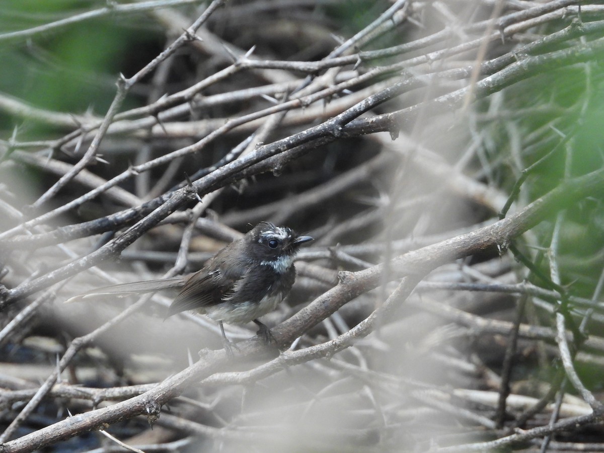 Spot-breasted Fantail - ML641553553