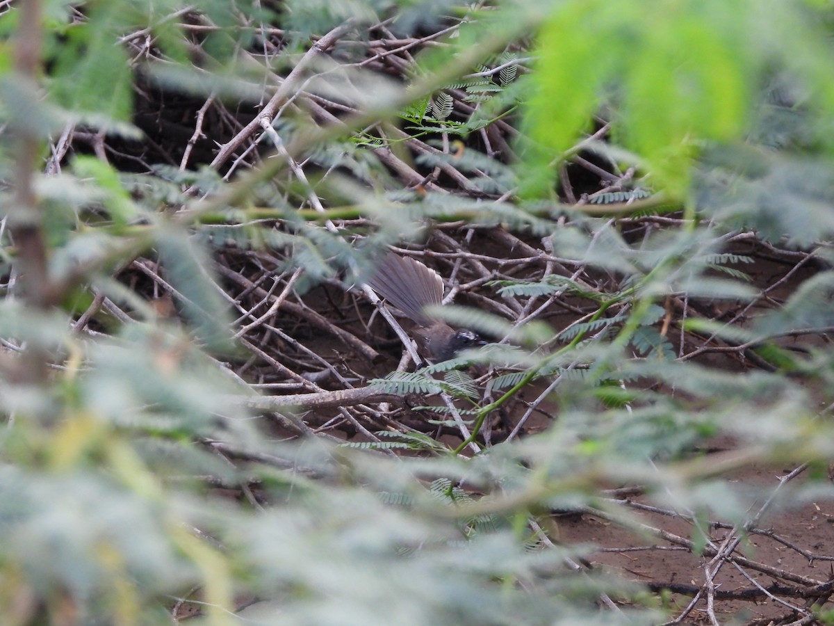 Spot-breasted Fantail - ML641553554