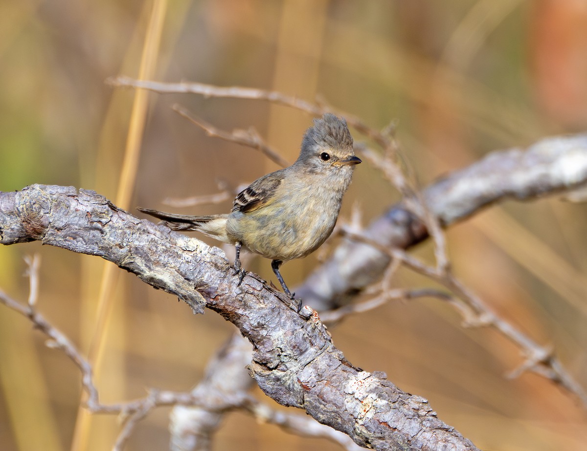 Southern Beardless-Tyrannulet - ML641553602
