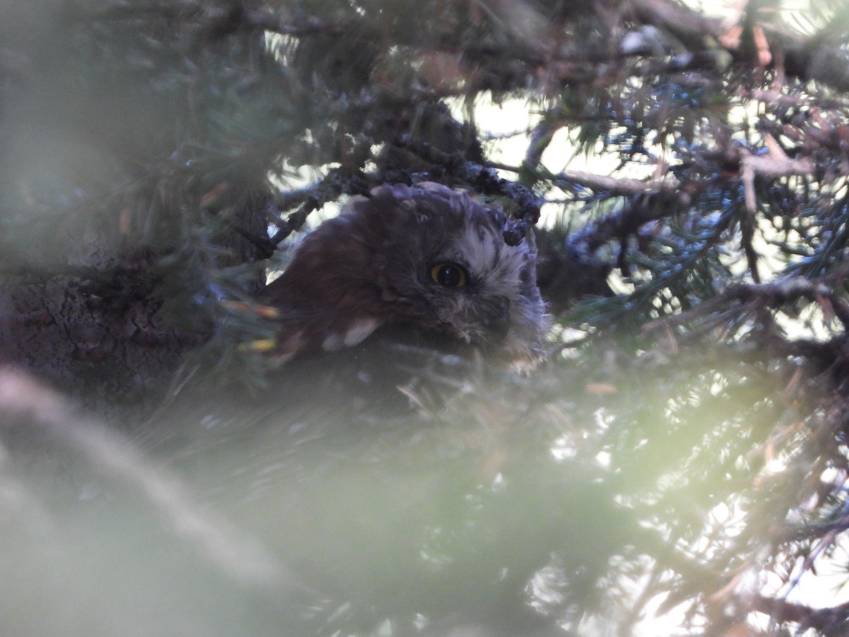 Northern Saw-whet Owl - ML641553634