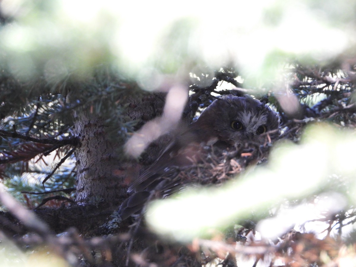 Northern Saw-whet Owl - ML641553636