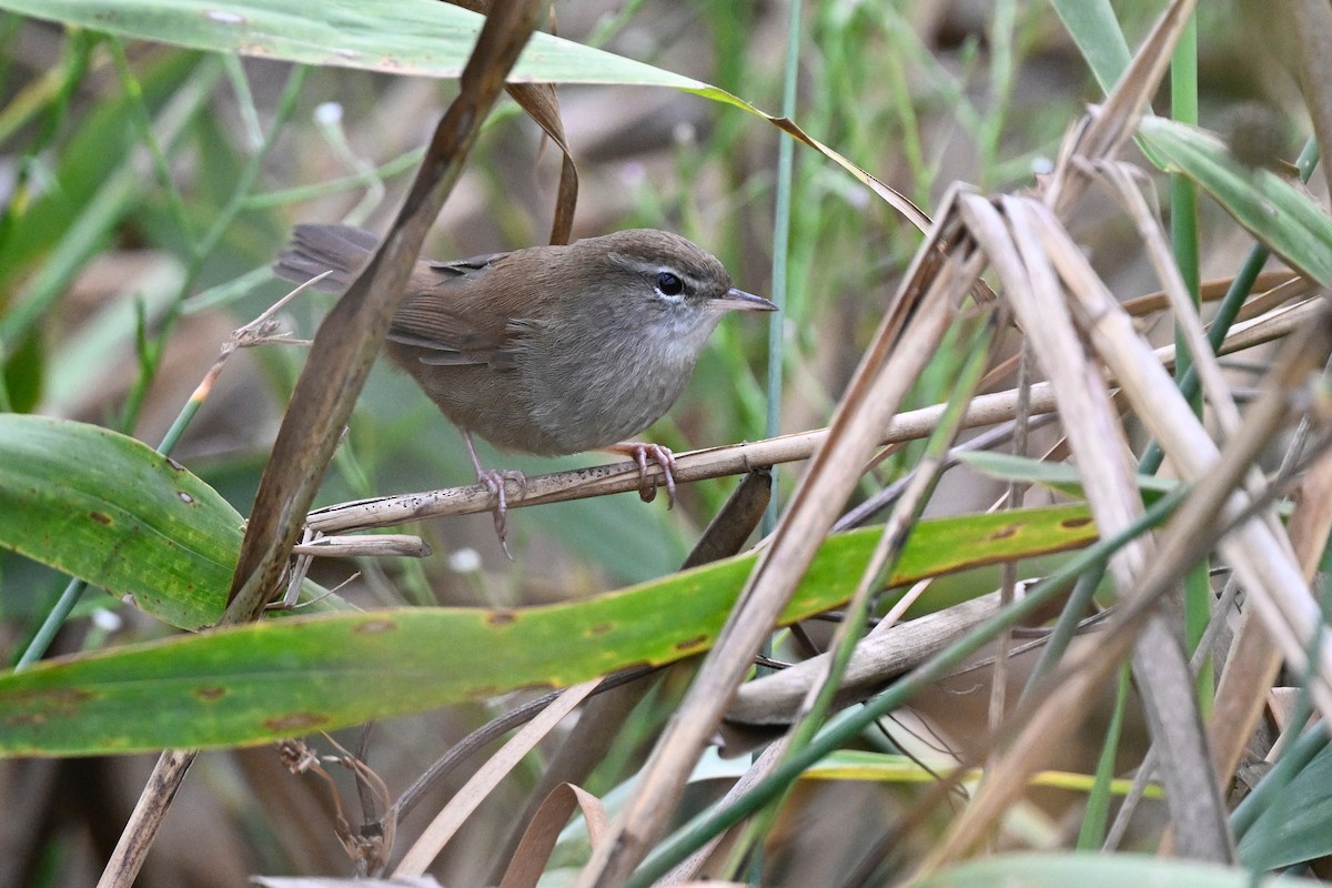 צטיה חלודית - ML641553647