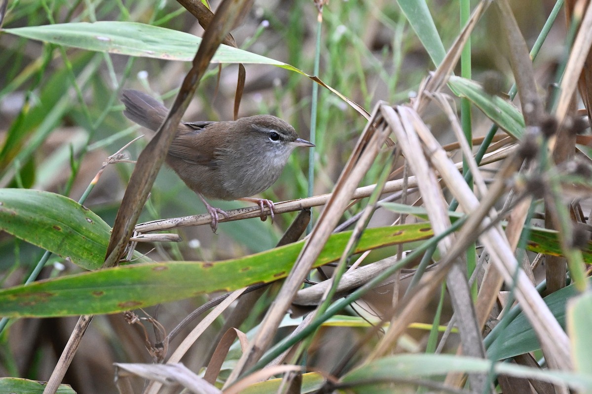 צטיה חלודית - ML641553651