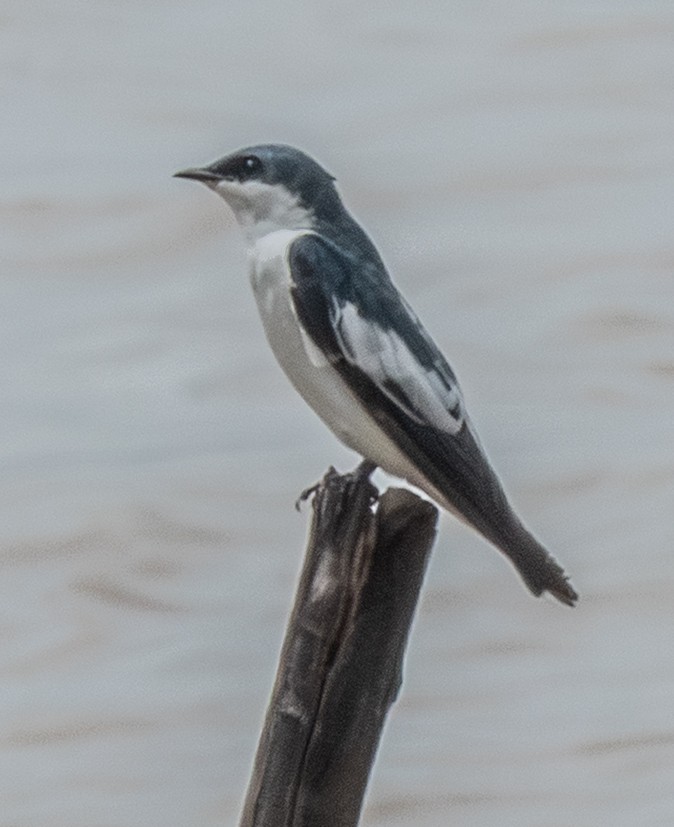 White-winged Swallow - ML641553706
