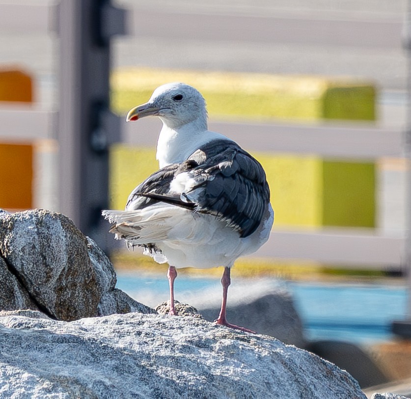 Kaio kamtxatkarra - ML641553708