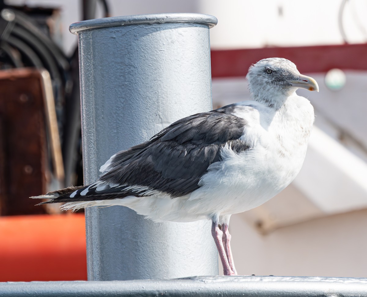 Kaio kamtxatkarra - ML641553717