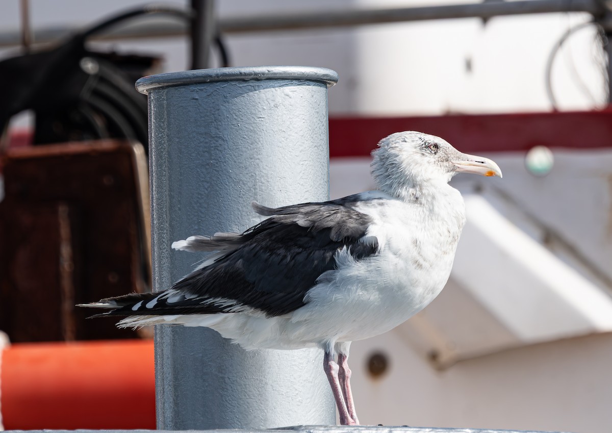 Kaio kamtxatkarra - ML641553719