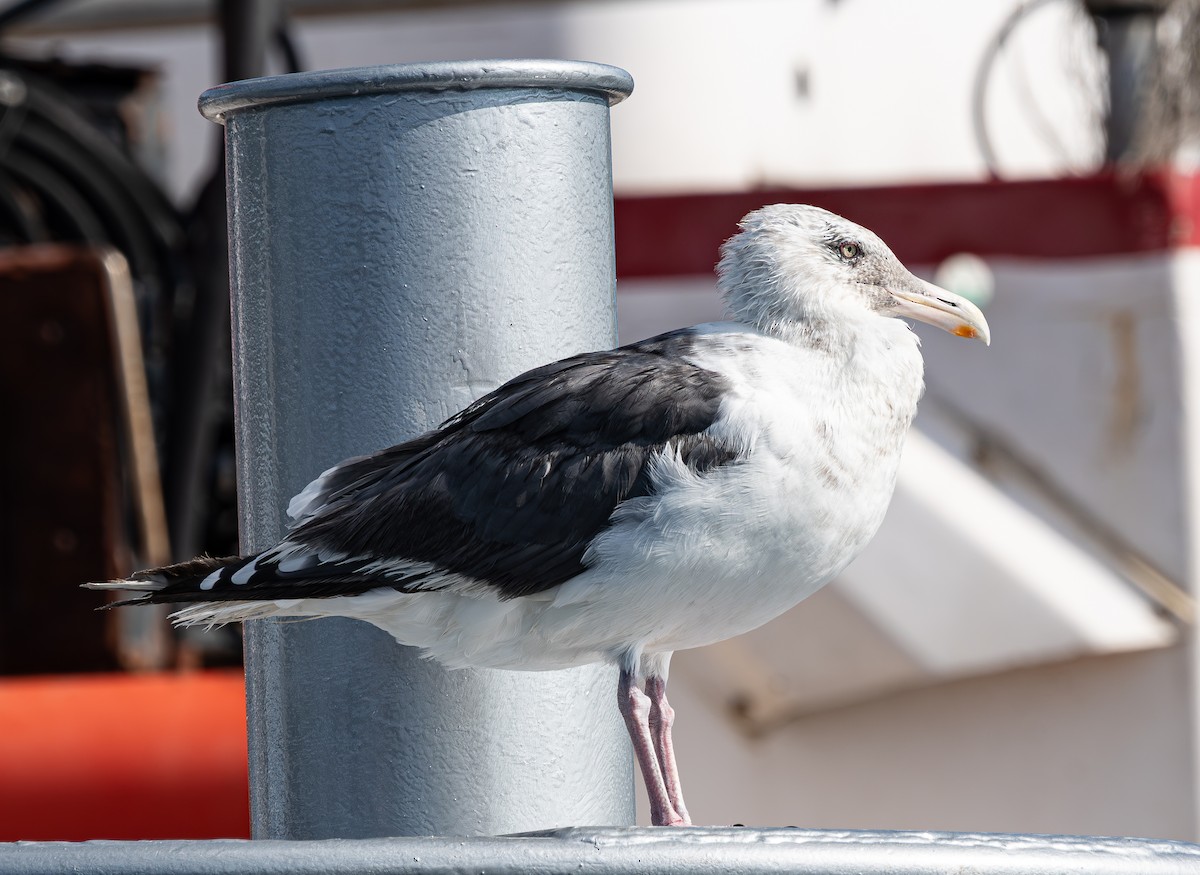 Kaio kamtxatkarra - ML641553720