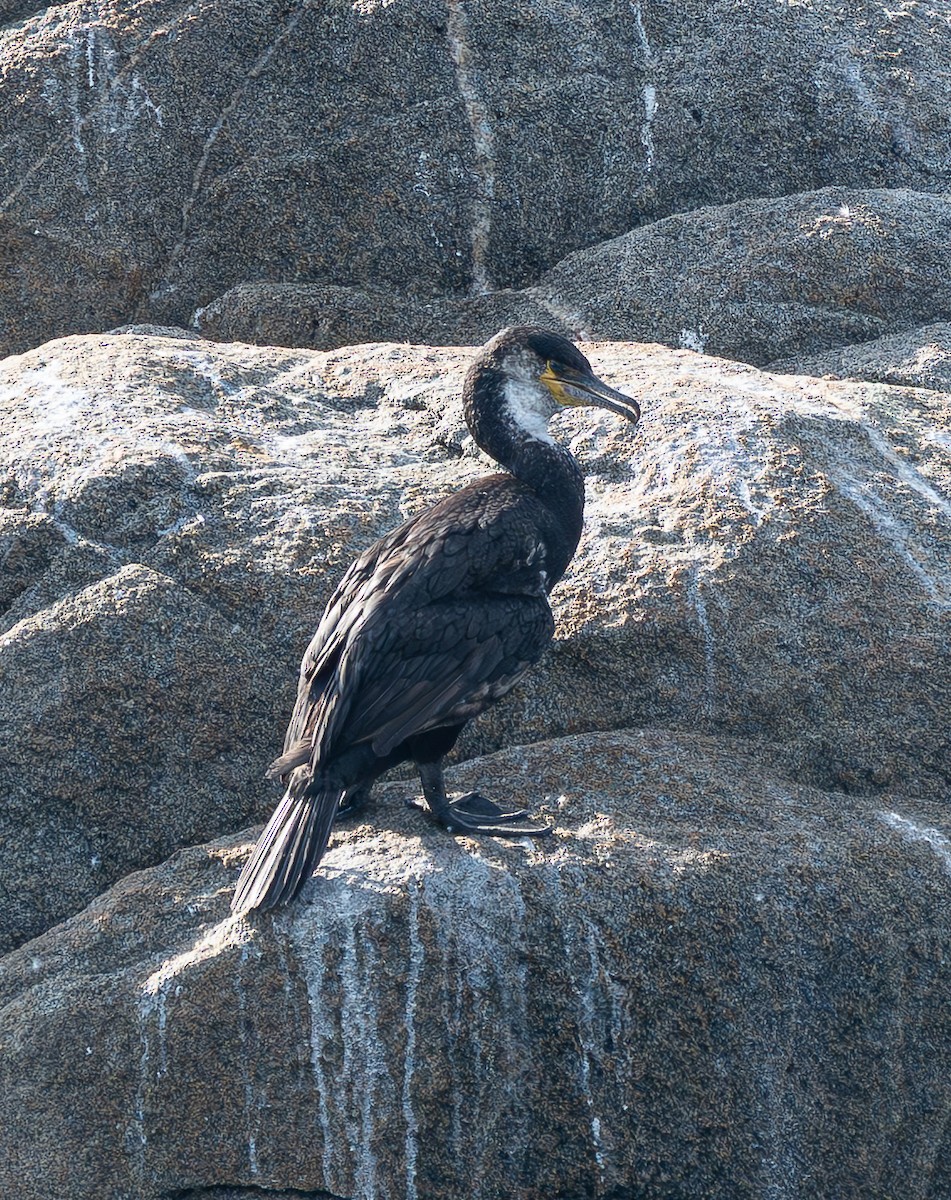 Japanese Cormorant - ML641553728