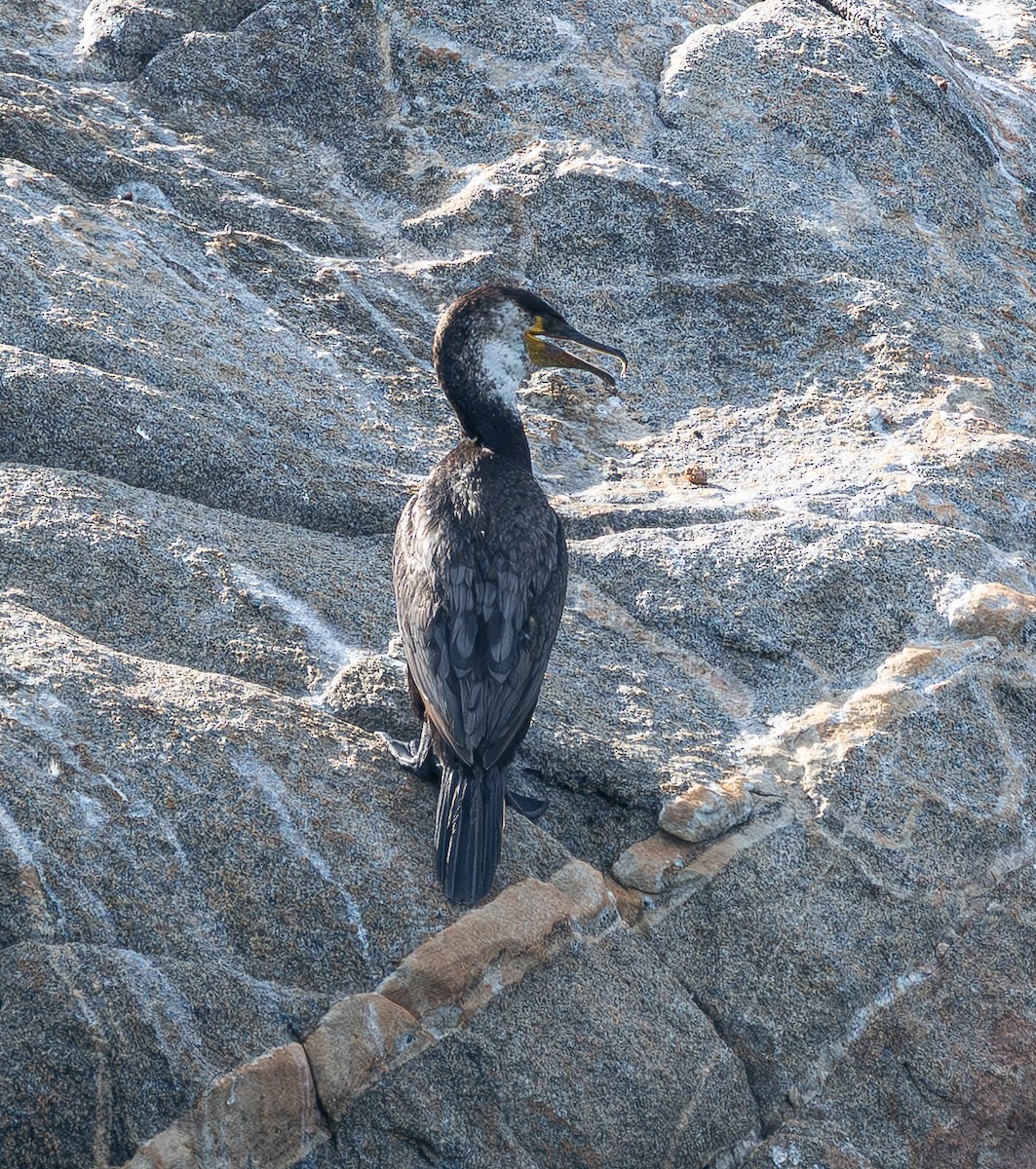 Japanese Cormorant - ML641553729