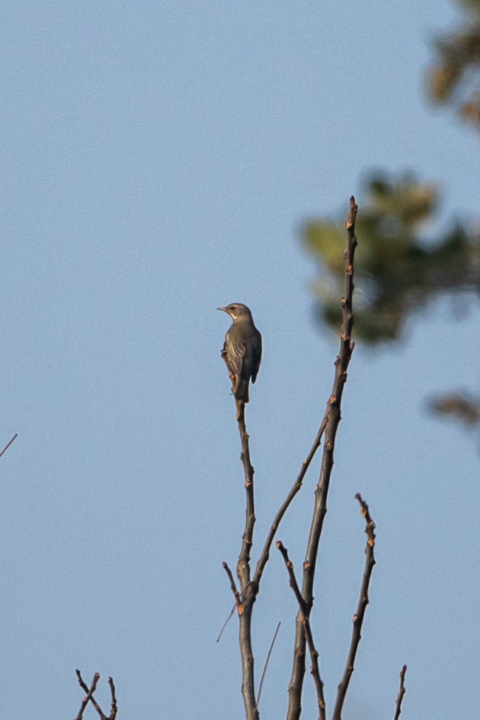 Black-throated Thrush - ML641553739