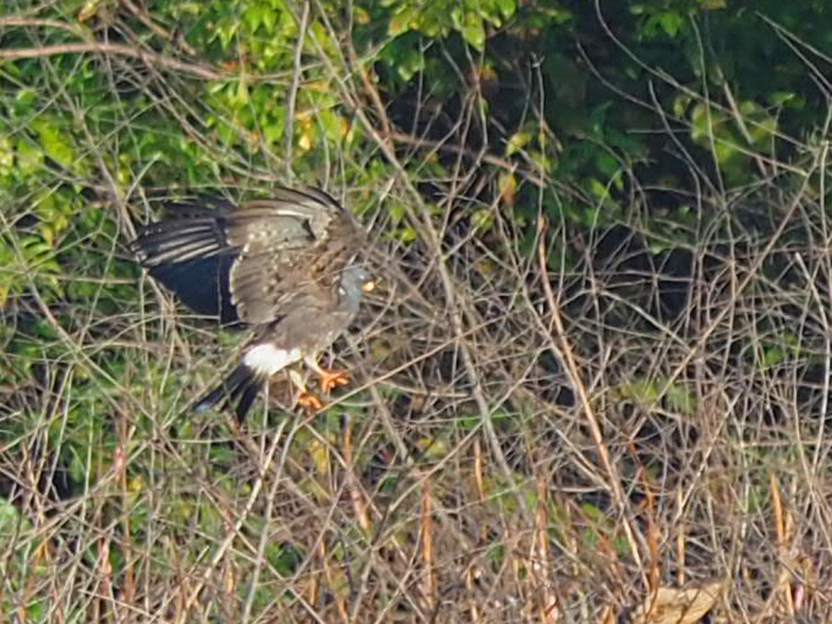 Snail Kite - ML641553764