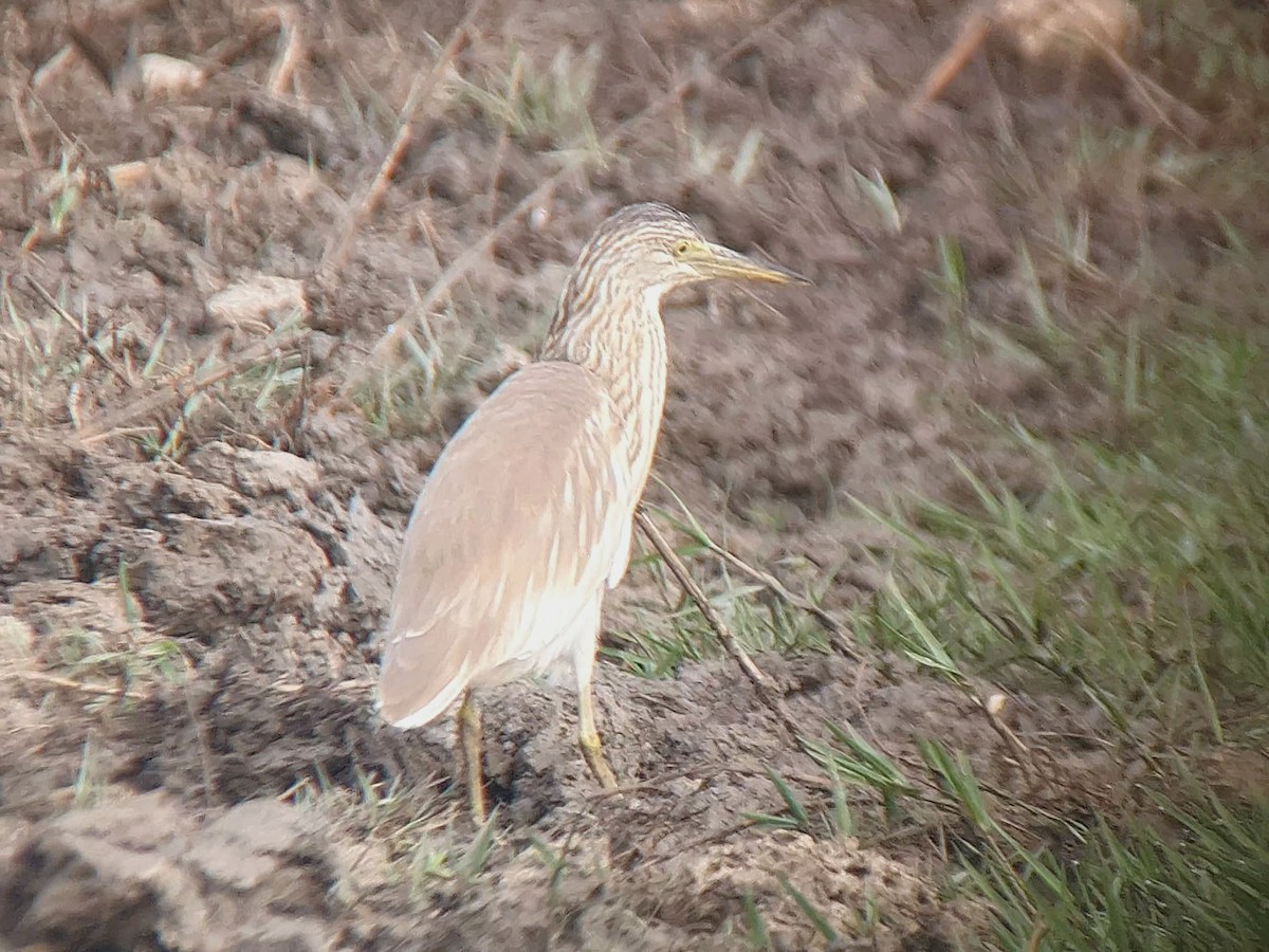 Squacco Heron - ML641553774